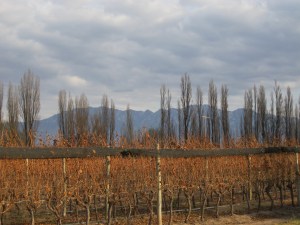 Hills and vines at Dominio del Plata