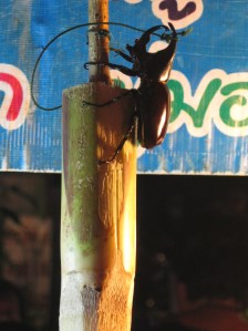 Rhinoceros Beetle Close-Up