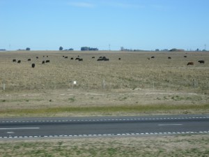 Cows in the pampas - looks like the US Midwest